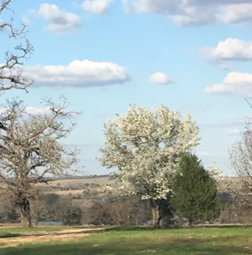 McDade RV Park Picture 4