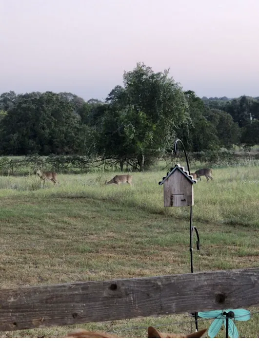 McDade RV Park Picture 7