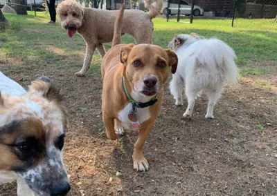 Aledo Acres RV Park Picture 1