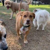 Aledo Acres RV Park ico