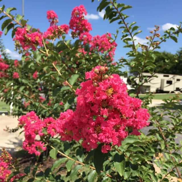 Northlake Village RV Park Picture 6