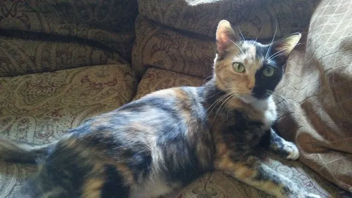 Fowler's RV Park Picture 9