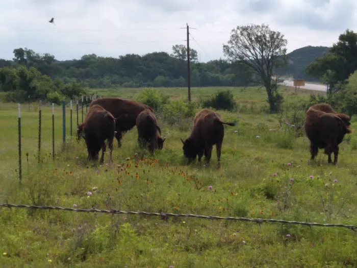 Bison Hill Ranch Picture 7