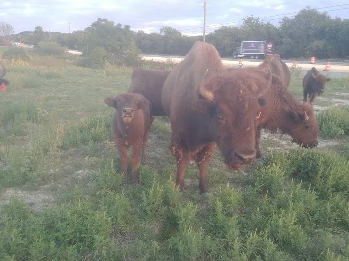 Bison Hill Ranch Picture 2