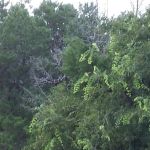 Flint Canyon RV Park and Wild Game Processing