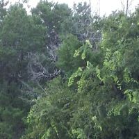 Flint Canyon RV Park and Wild Game Processing ico