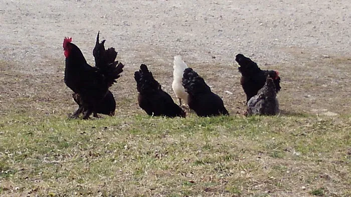 Flint Canyon RV Park and Wild Game Processing Picture 2