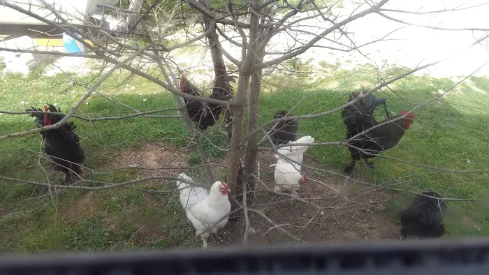 Flint Canyon RV Park and Wild Game Processing Picture 4