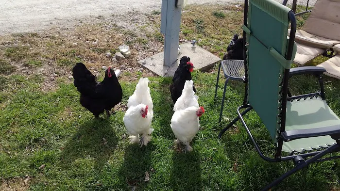 Flint Canyon RV Park and Wild Game Processing Picture 3