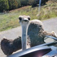 Cedar Ridge RV Park ico