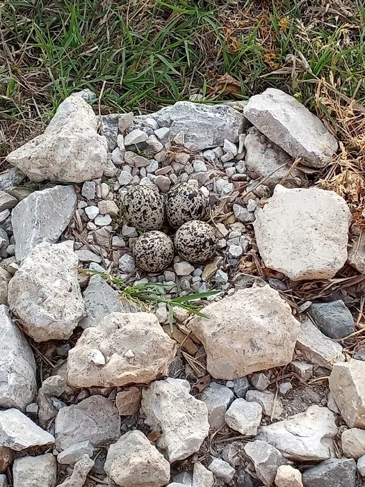 Shark Tooth RV Ranch Picture 4