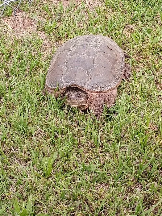 Shark Tooth RV Ranch Picture 5
