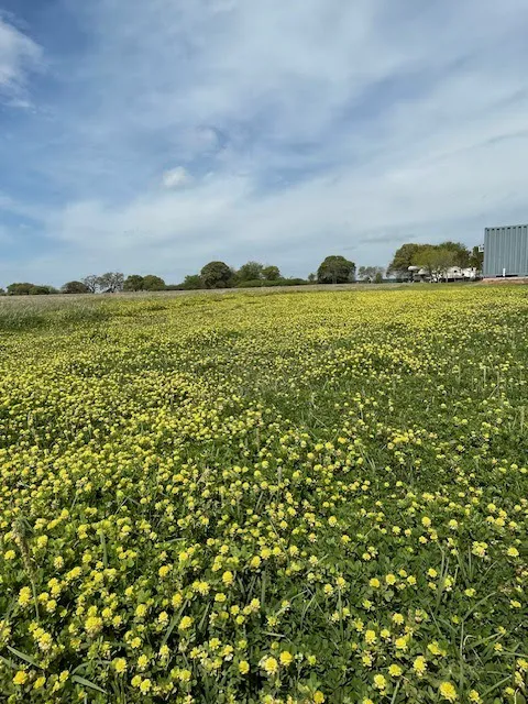 Shark Tooth RV Ranch Picture 8