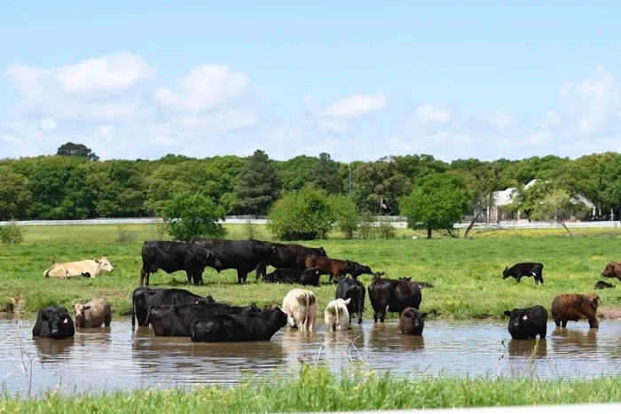 Lake Ray Roberts RV Park Picture 5