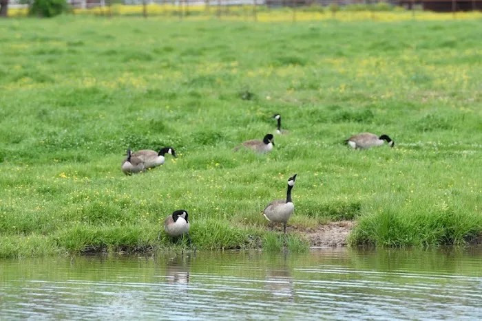 Lake Ray Roberts RV Park Picture 3