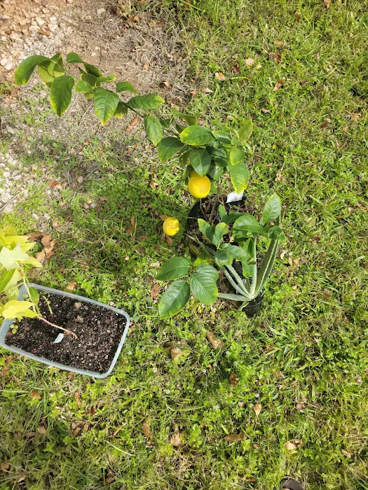 Down Home RV Park Picture 5