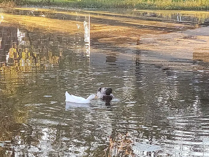 Down Home RV Park Picture 6