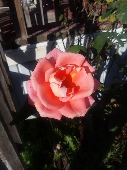 Bay City Holiday RV Park Picture 6