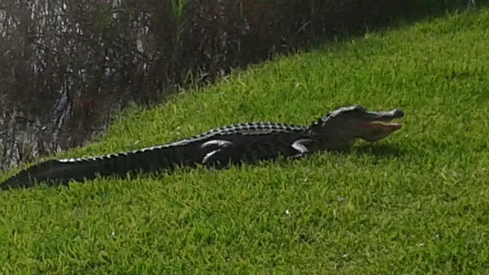 Oyster Creek RV Ranch Picture 2