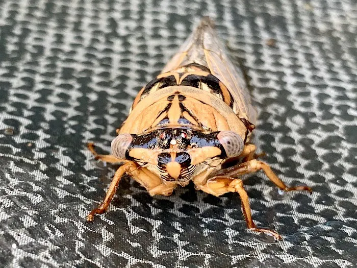 Peppers RV Park Inc Picture 2