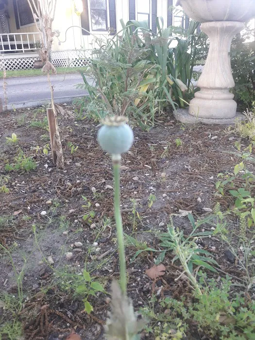 Schulenburg RV Campground Picture 6