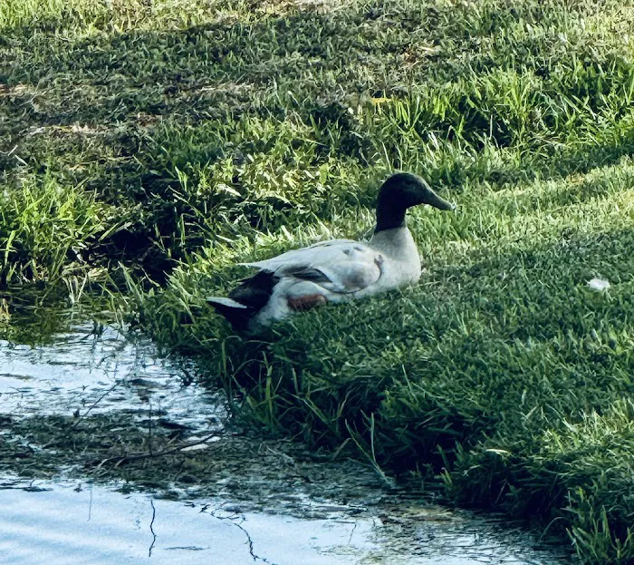 Schulenburg RV Campground Picture 7