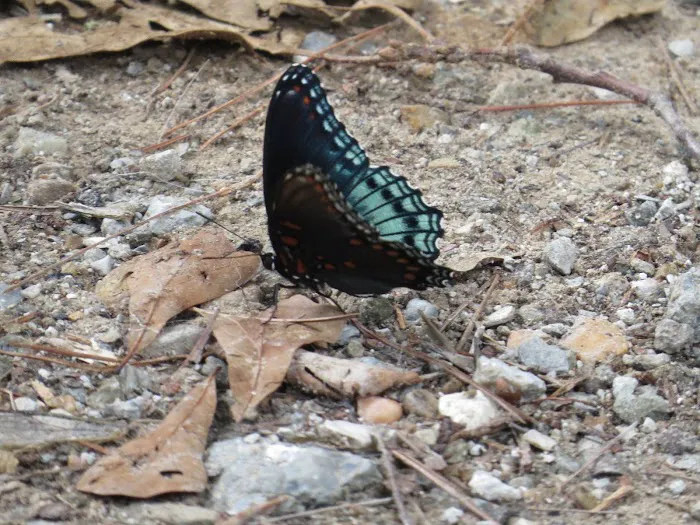 Beaver's Run RV Park & Fish Camp Picture 10