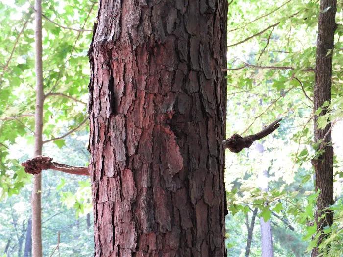 Beaver's Run RV Park & Fish Camp Picture 6