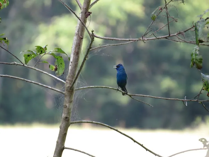 Beaver's Run RV Park & Fish Camp Picture 4