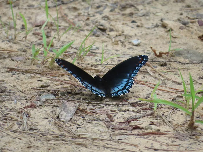 Beaver's Run RV Park & Fish Camp Picture 7