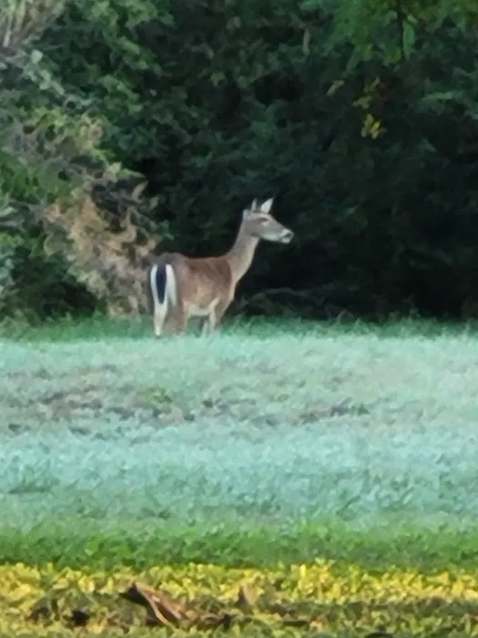 Elm Grove Estates & RV Community Picture 9