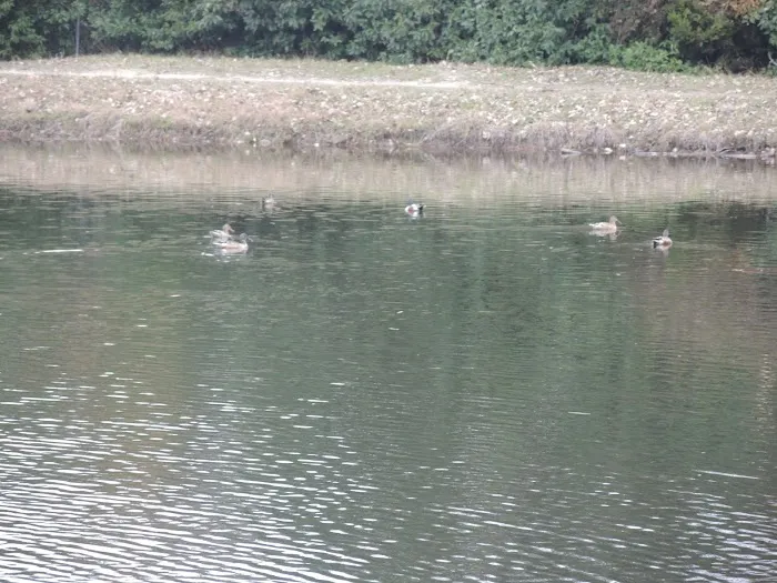 Cedar Grove Manufactured Home Comm Picture 3