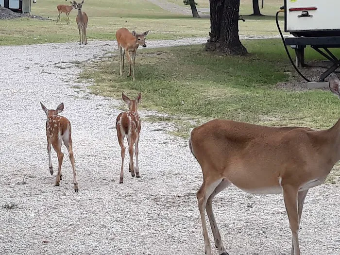 Cove RV Park Picture 2