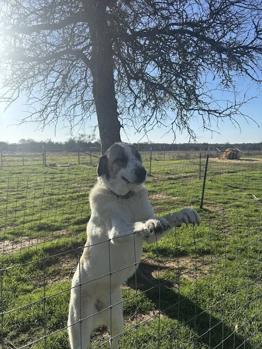 Hidden Elm Farm & RV Park Picture 6