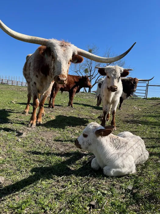 YELLOWROSE RV RESORT Picture 6