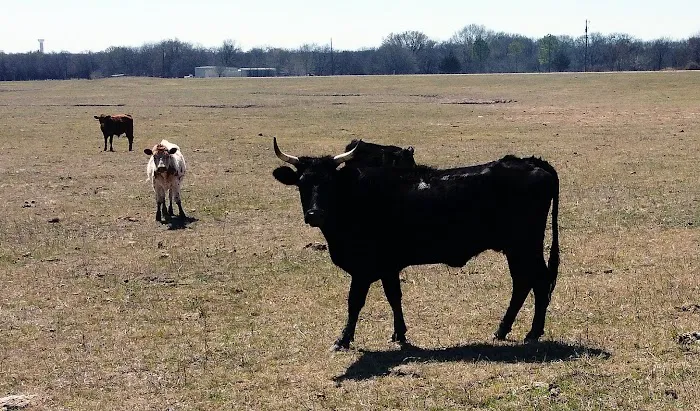 Longhorn Co Picture 2