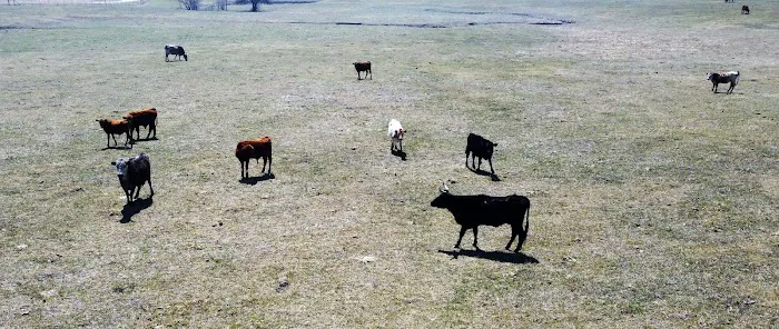 Longhorn Co Picture 1