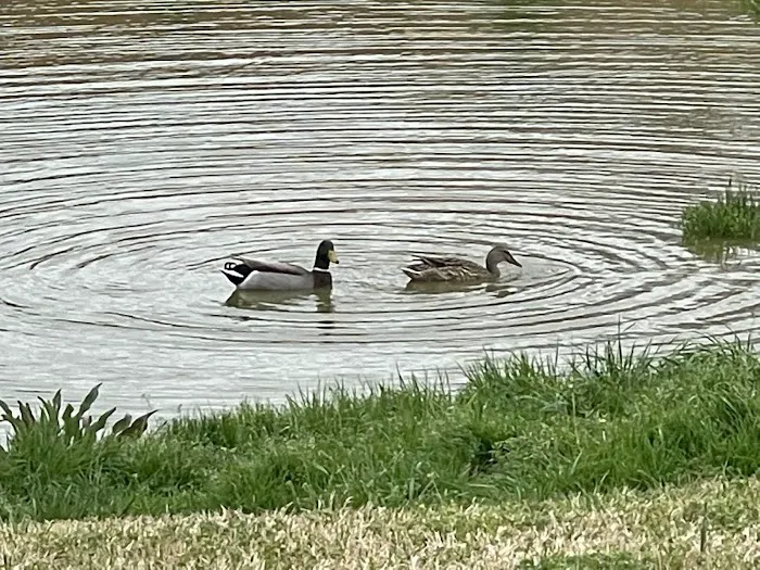 Newark RV Park, Texas Picture 10