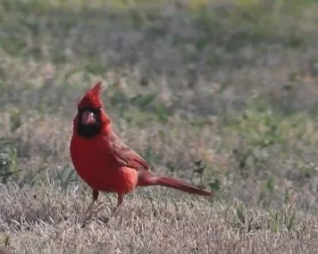 Newark RV Park, Texas Picture 2