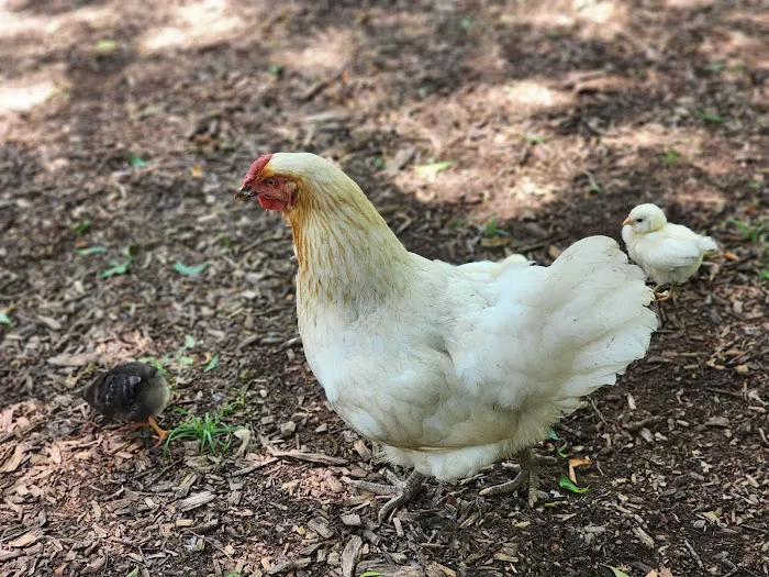 Gypsy Moon Hideaway - RV Park & Campground Picture 7