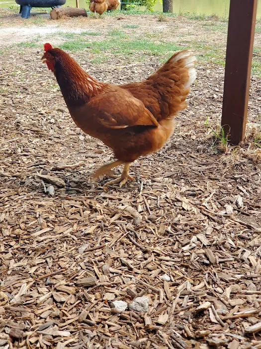 Gypsy Moon Hideaway - RV Park & Campground Picture 8