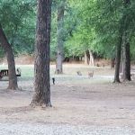 Gypsy Moon Hideaway - RV Park & Campground