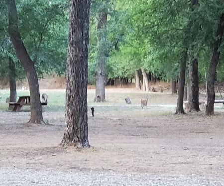 Gypsy Moon Hideaway - RV Park & Campground