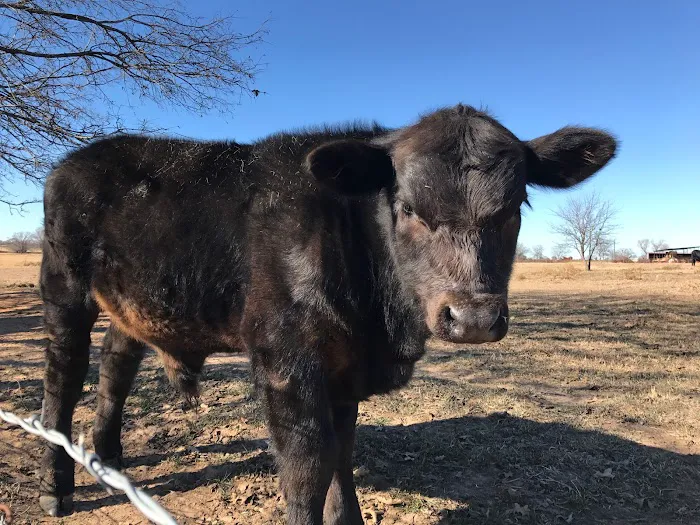 OUT IN THE COUNTRY RV PARK Picture 5