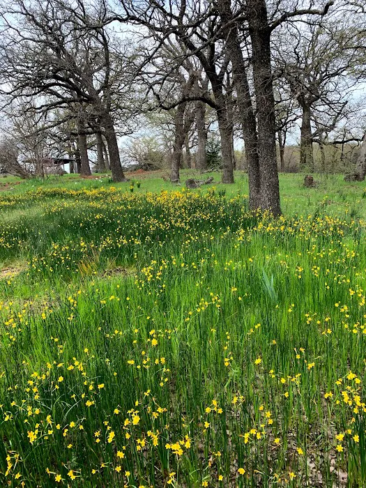 Mt. Springs RV Park Picture 2