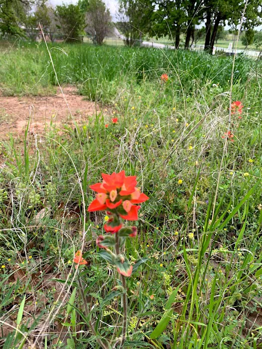 Mt. Springs RV Park Picture 3