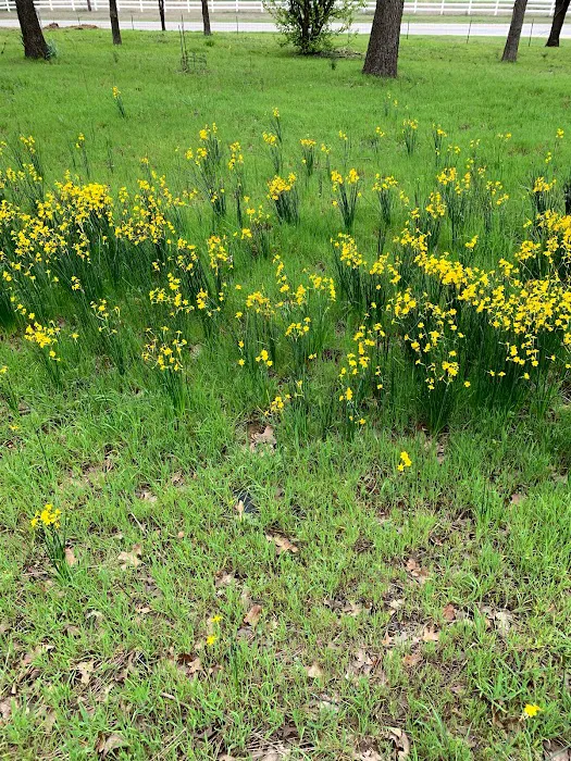 Mt. Springs RV Park Picture 6