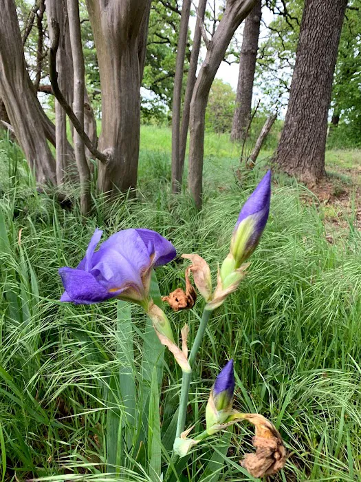 Mt. Springs RV Park Picture 8