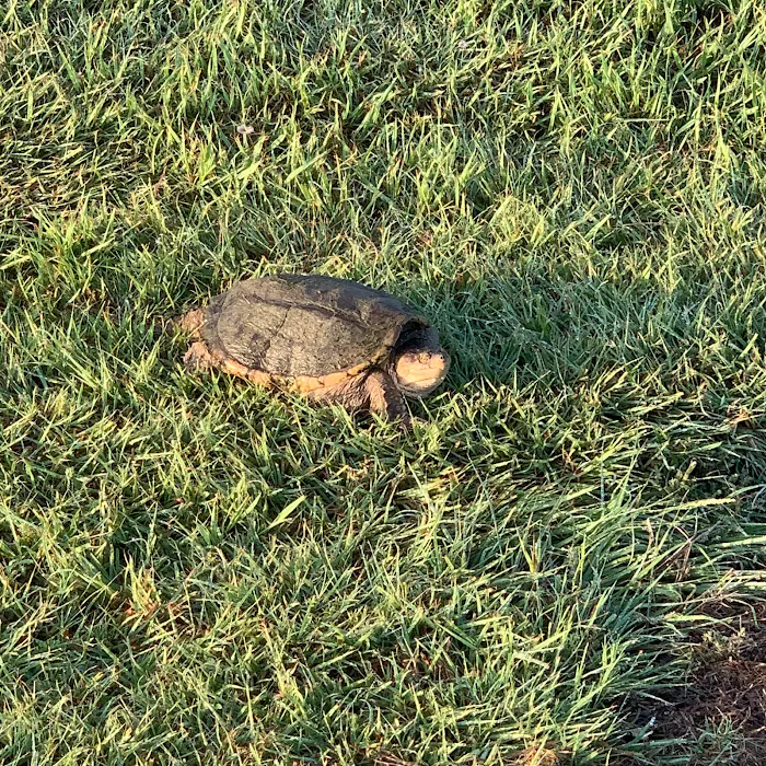 Mt. Springs RV Park Picture 10