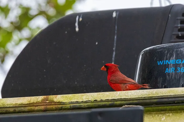 Live Oak RV Park Picture 5